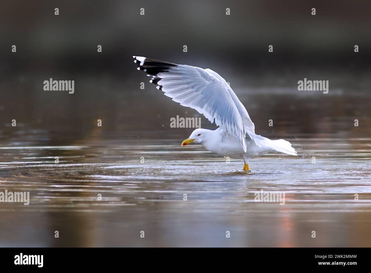 Gelbbeinige Möwen mit Flügeln am Teich (Larus michahellis) Stockfoto