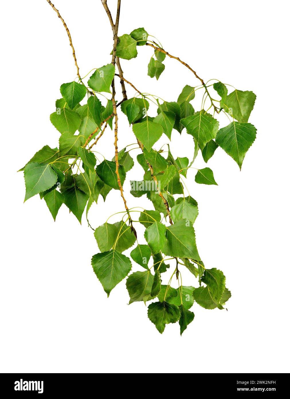 Zweig einer Pappel mit Blättern, isoliert auf weißem Hintergrund ohne Schatten. Sommergrün. Ein Park. Allergie. Stockfoto