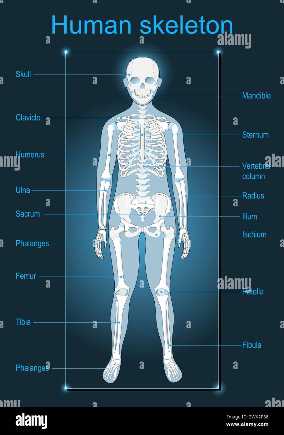 Menschliches Skelett auf dunklem Hintergrund. Scan der menschlichen Anatomie. Beschriftet von allen Knochen. Isometrische Flachvektordarstellung wie Röntgenbild Stock Vektor