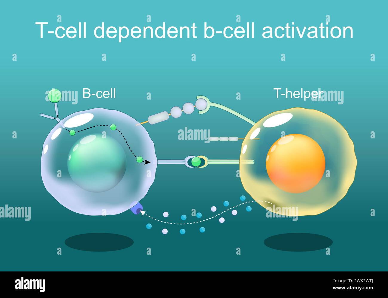 T-Zell-abhängige B-Zell-Aktivierung. B-Lymphozytenzelle und T-Helfer. Nahaufnahme von weißen Blutkörperchen, Leukozyten. Immunantwort. Adaptive Immunität. Summen Stock Vektor