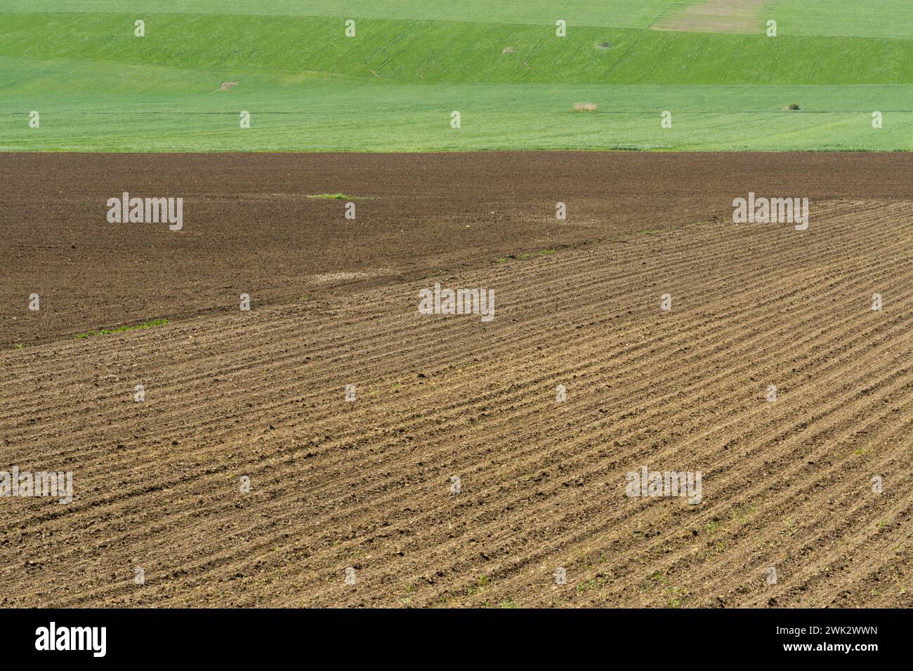 Grünes Gras und braune Landpflanzen, bereit für die Landwirtschaft Hintergrund mit diagonalen Linien und Textur Stockfoto