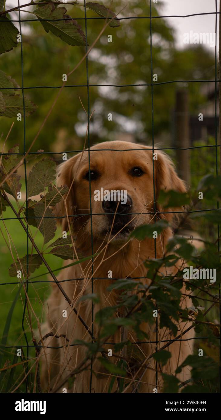 Eine vertikale Nahaufnahme eines goldenen Retrievers, der durch den Zaun auf Fyn in Dänemark schaut Stockfoto