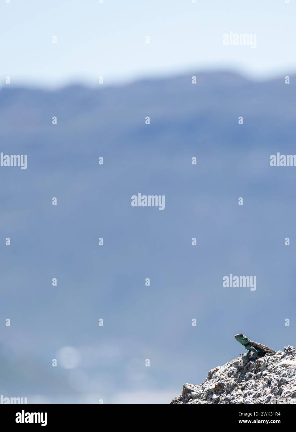 Kleine niedliche Tierechse in der Wildnis auf dem Felsen in der unteren rechten Ecke des Rahmens blickt in die Ferne. Sommer Natur Tiertapete. Blauer Hintergrund Stockfoto