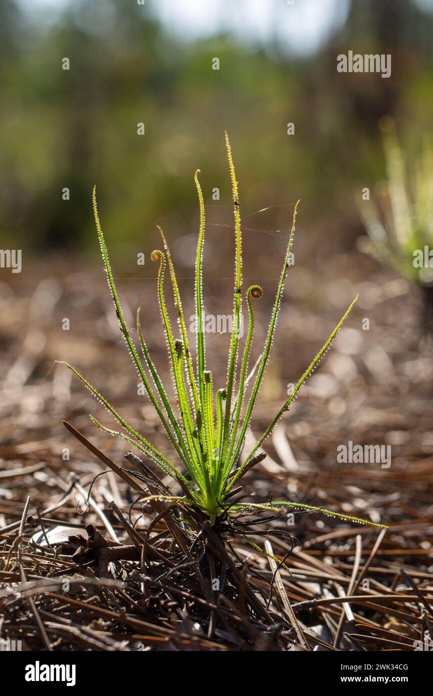 Drosophyllum lusitanicum im natürlichen Lebensraum nahe Aljezur in Portugal Stockfoto