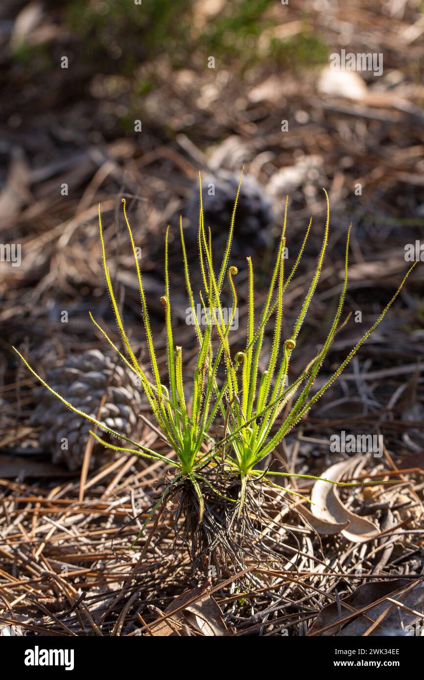 Drosophyllum lusitanicum im natürlichen Lebensraum nahe Aljezur in Portugal Stockfoto