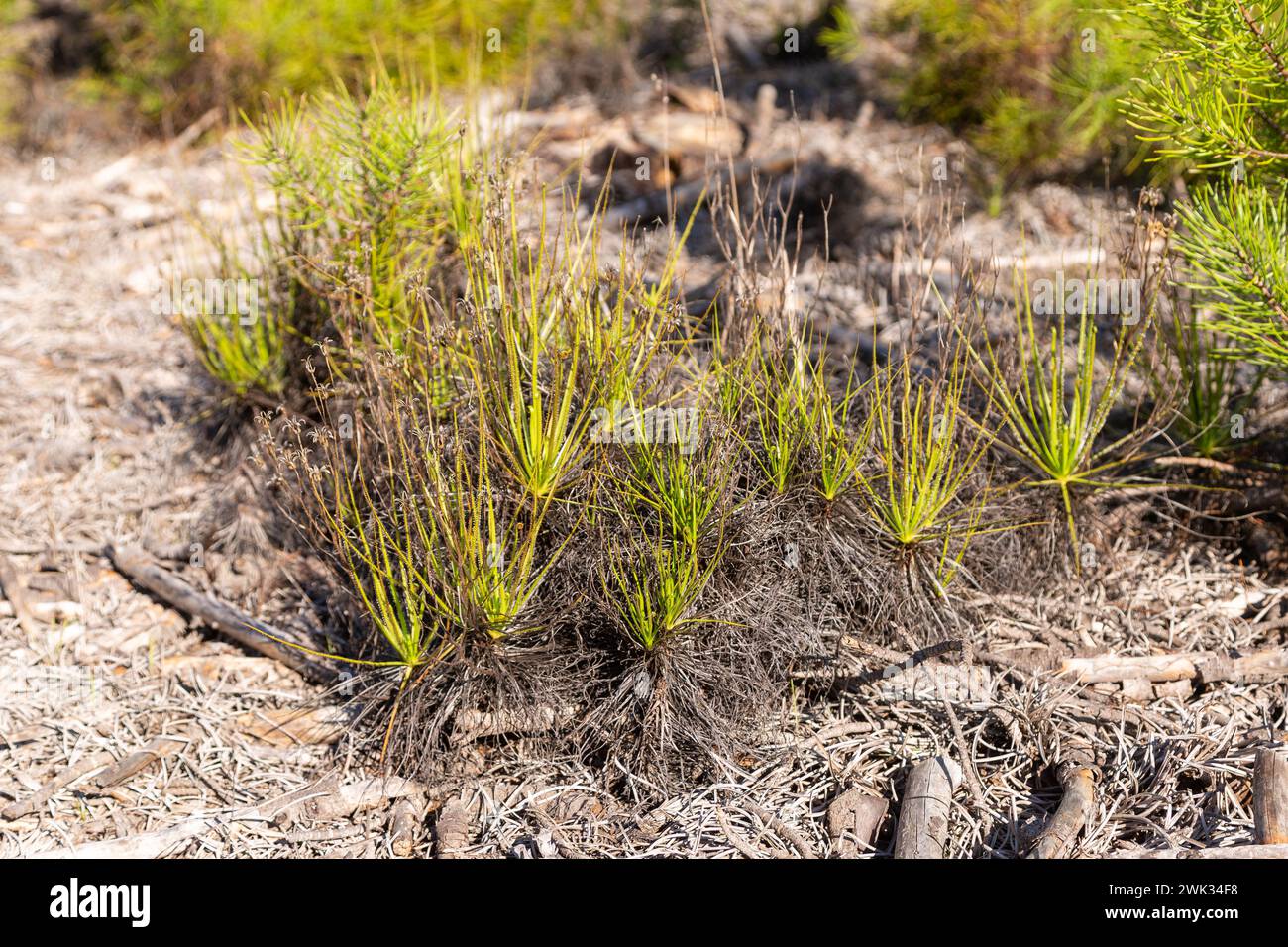 Drosophyllum lusitanicum im natürlichen Lebensraum nahe Aljezur in Portugal Stockfoto
