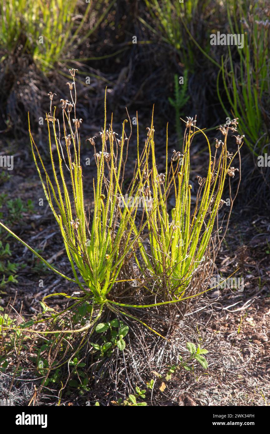 Drosophyllum lusitanicum im natürlichen Lebensraum nahe Aljezur in Portugal Stockfoto