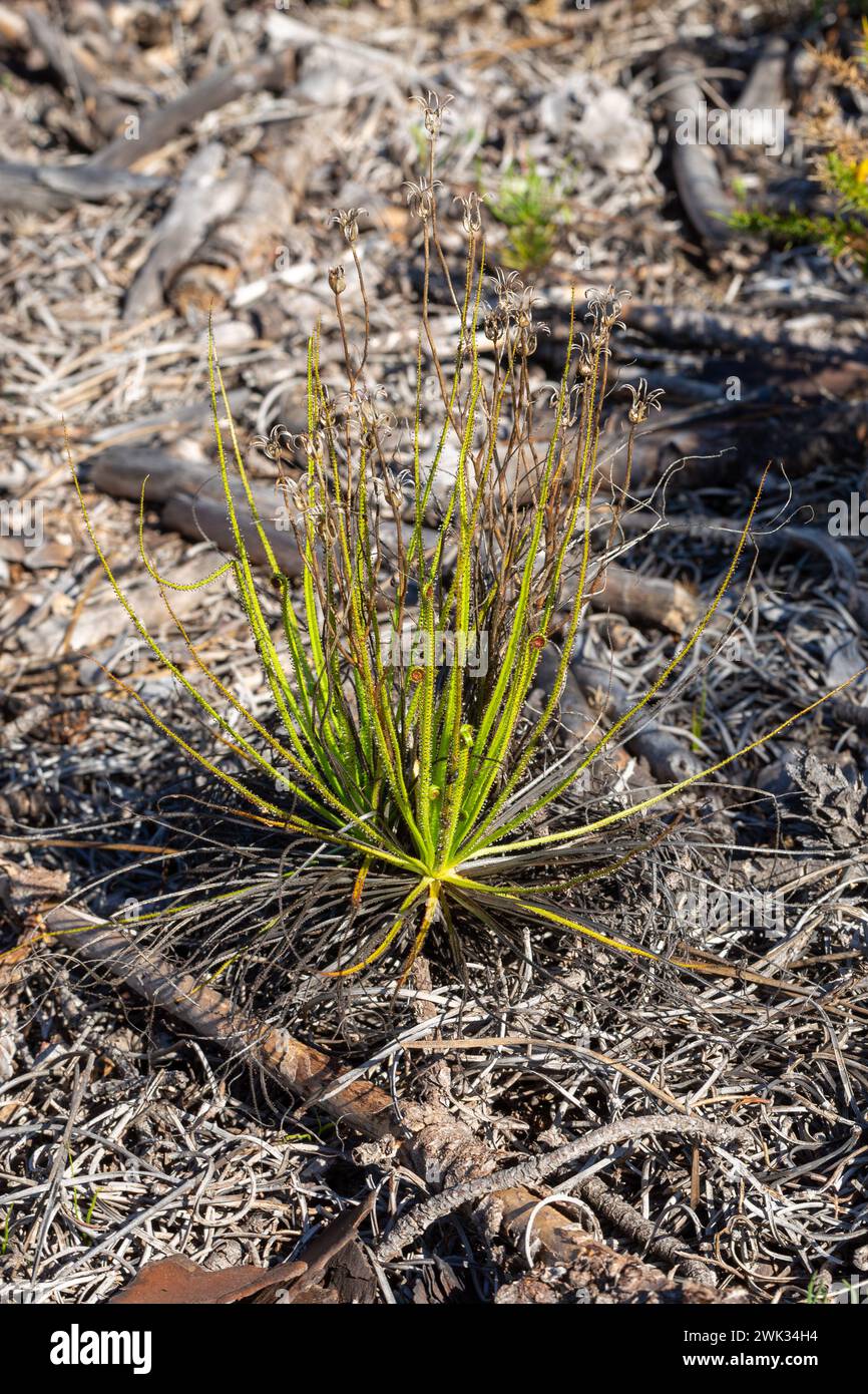 Drosophyllum lusitanicum im natürlichen Lebensraum nahe Aljezur in Portugal Stockfoto