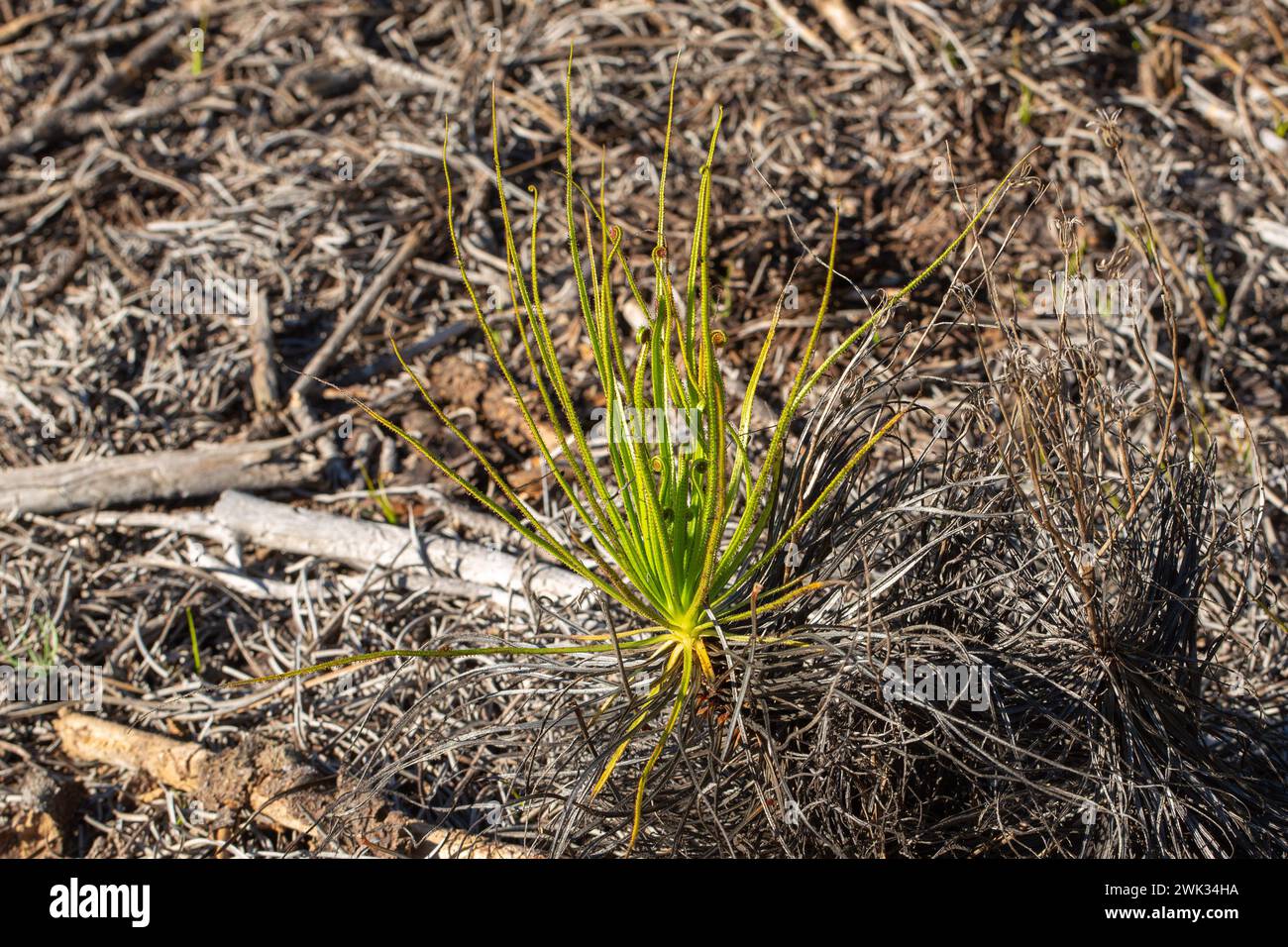 Drosophyllum lusitanicum im natürlichen Lebensraum nahe Aljezur in Portugal Stockfoto