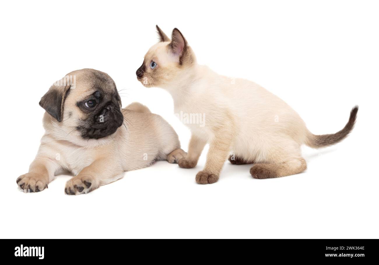 Siamesisches Kätzchen und ein Welpe zusammen, isoliert auf weißem Hintergrund Stockfoto