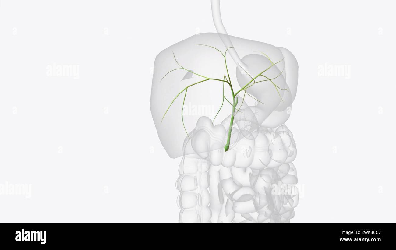 Gallenwege sind winzige Kanäle, die einige der Organe in Ihrem Verdauungssystem verbinden 3D Illustration Stockfoto