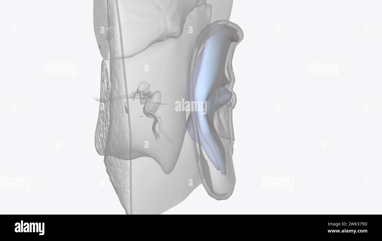 Knorpel ist das dicke Gewebe, das die Form Ihres äußeren Ohrs 3D-Illustration erzeugt Stockfoto