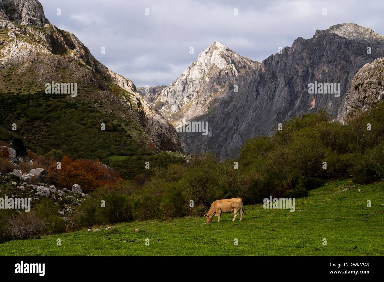 Asturien, Spanien - 4. November 2022 : Weidekühe in Somiedo Stockfoto