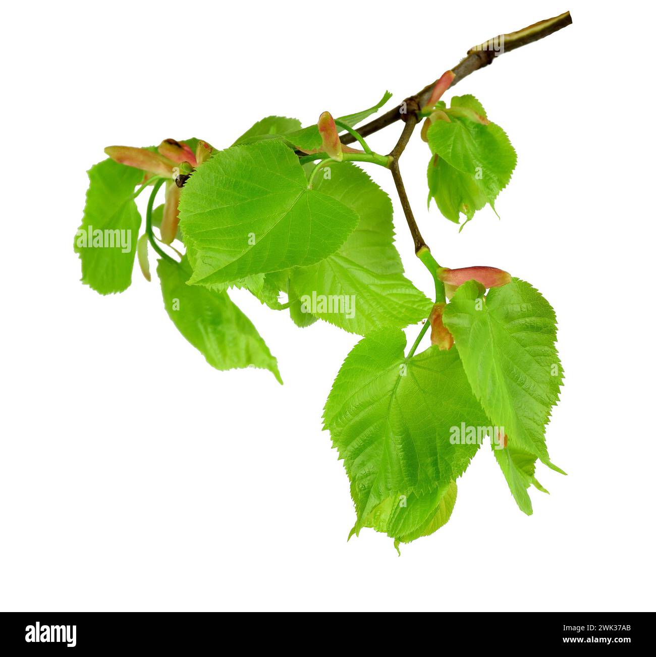 Sehr junge Knospen blühen Linde, Isolation auf weißem Hintergrund ohne Schatten. Die Natur wird wiedergeboren. Junge Grüns. Feder. Erwachen. Stockfoto