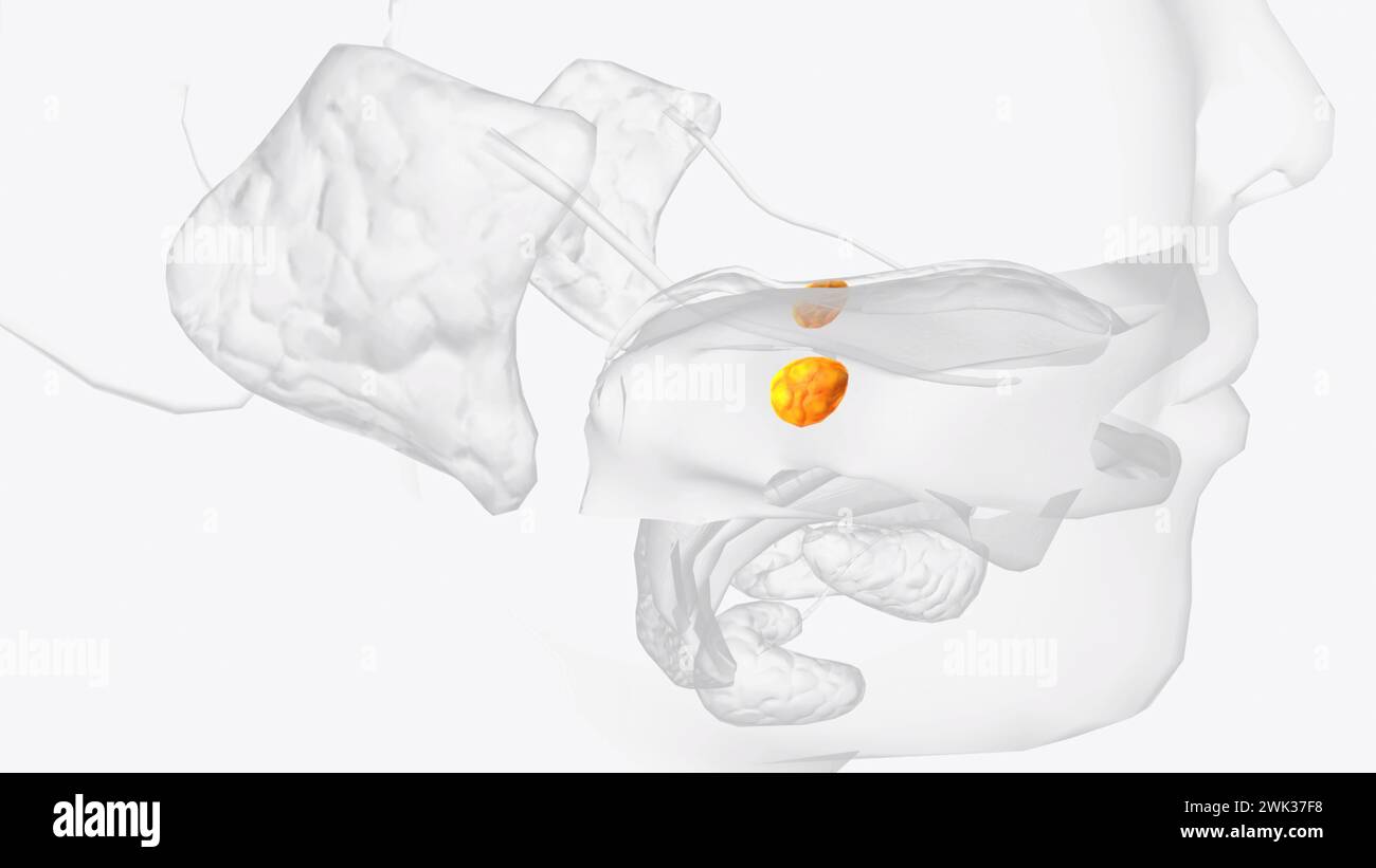 Molare Drüsen sind kleine Speicheldrüsen, die sich unter der Schleimhaut in der Nähe der Molarenzähne befinden. 3D-Abbildung Stockfoto