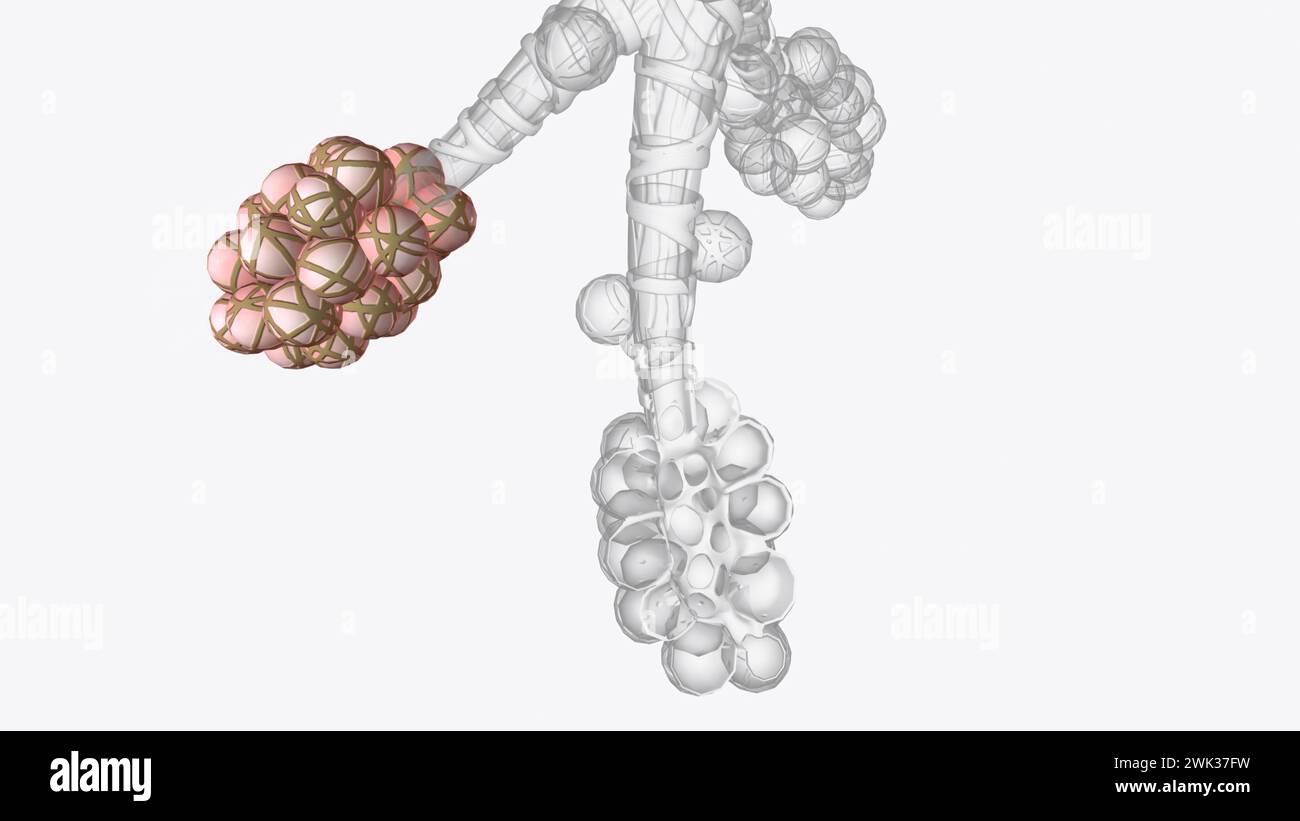 Alveolen sind winzige, ballonförmige Luftsäcke, die sich am Ende der Bronchiolen befinden, die zweigähnlichen Röhrchen in der Lunge 3D-Abbildung Stockfoto