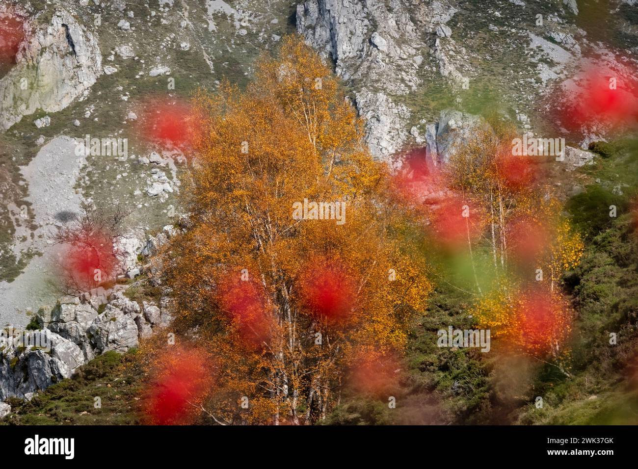Asturien, Spanien - 4. November 2022 : Herbstfarbene Bäume zwischen roten Früchten Stockfoto