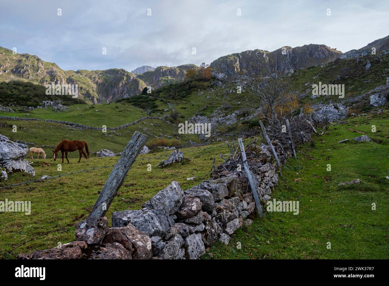 Asturien, Spanien - 4. November 2022 : Pferde in Somiedo Stockfoto