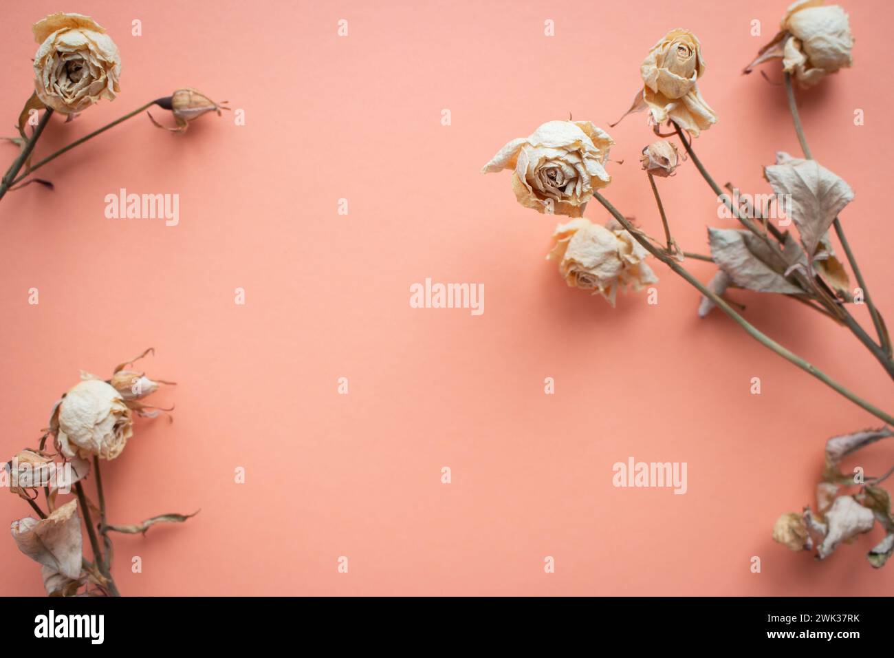 Getrocknete Blumen auf pfirsichfarbenem Hintergrund. Verdorbene Minirosen mit Kopierraum. Trauriges Liebeskonzept. Erinnerungen an die Liebe. Nostalgiekonzept. Stockfoto