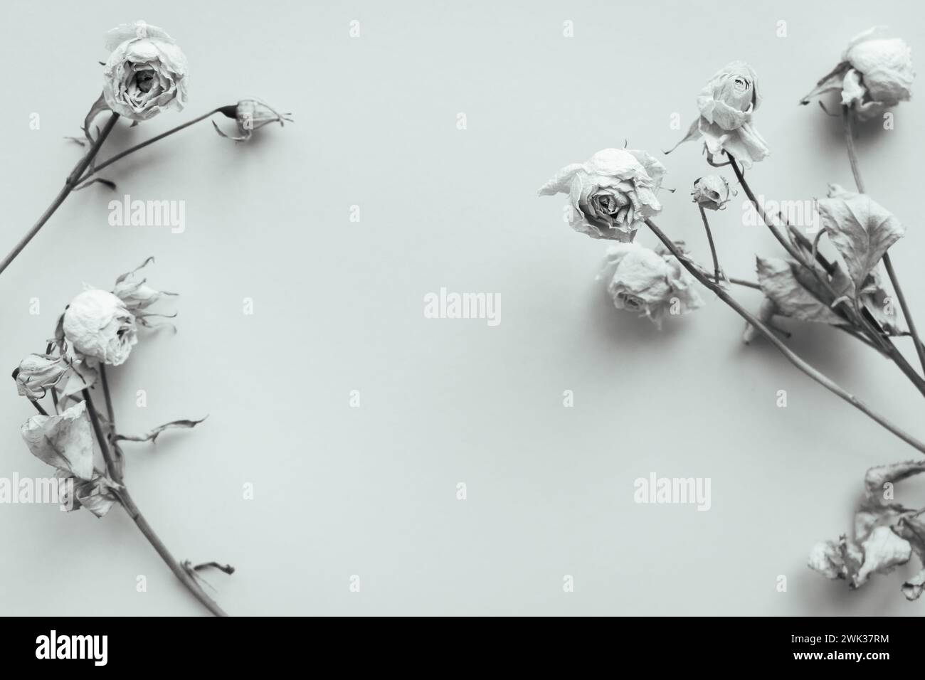 Getrocknete Blumen auf weißem Hintergrund, monochrom. Verwelkte Mini-Rosen mit Kopierraum, Schwarzweiß. Traurige Liebe. Erinnerungen an die Liebe. Nostalgiekonzept. Stockfoto