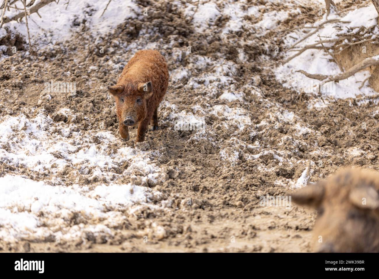 Mangalica ist eine ungarische Hausschweinrasse auf dem Bauernhof Stockfoto