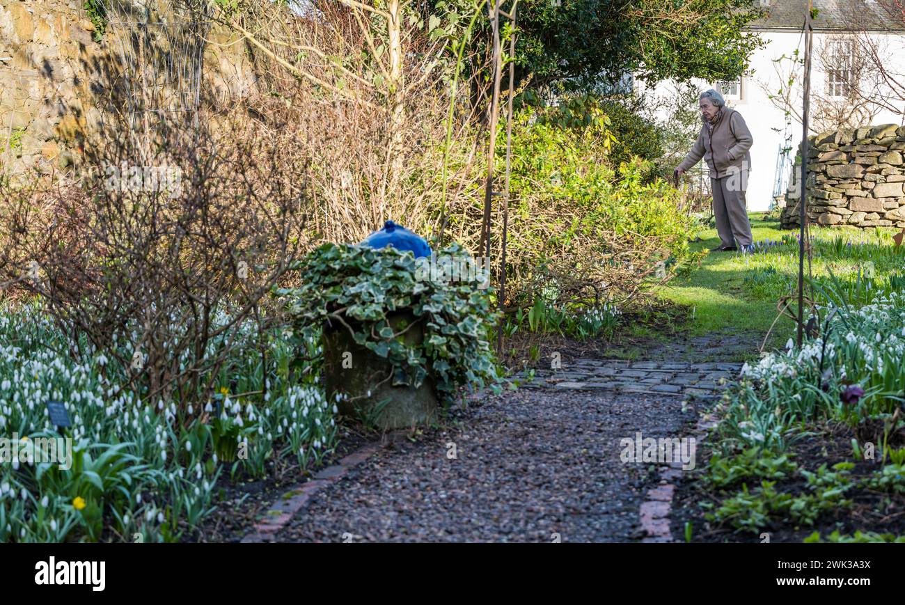 Shepherd House Garden, Inveresk, East Lothian, Schottland, Großbritannien 18. Februar 2024. Scotland's Garden Scheme Snowdrop Festival: Sir Charles und Lady Ann Fraser öffnen ihren Garten für die Öffentlichkeit. Lady Ann ist eine Galanthophile, die den Garten seit 66 Jahren anbaut und Dutzende verschiedener Schneeglöckchen im Garten hat. Im Bild: Lady Ann Fraser überprüft ihre Schneeglöckchen. Quelle: Sally Anderson/Alamy Live News Stockfoto