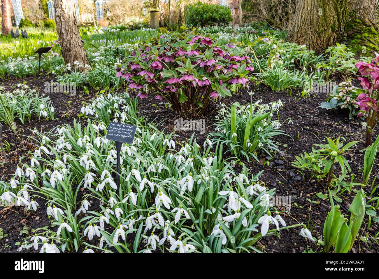 Shepherd House Garden, Inveresk, East Lothian, Schottland, Großbritannien 18. Februar 2024. Scotland's Garden Scheme Snowdrop Festival: Der Garten ist für die Öffentlichkeit geöffnet und bietet eine große Auswahl an Schneeglöckchen. Quelle: Sally Anderson/Alamy Live News Stockfoto