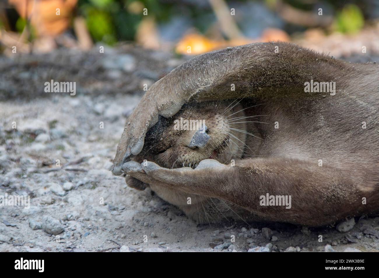 Der glatte Otter (Lutrogale perspicillata) liegt am Boden im Singapore Sungei Buloh Wetland. Legen Sie die Pfoten ins Gesicht, als würden Sie sich verstecken. Stockfoto