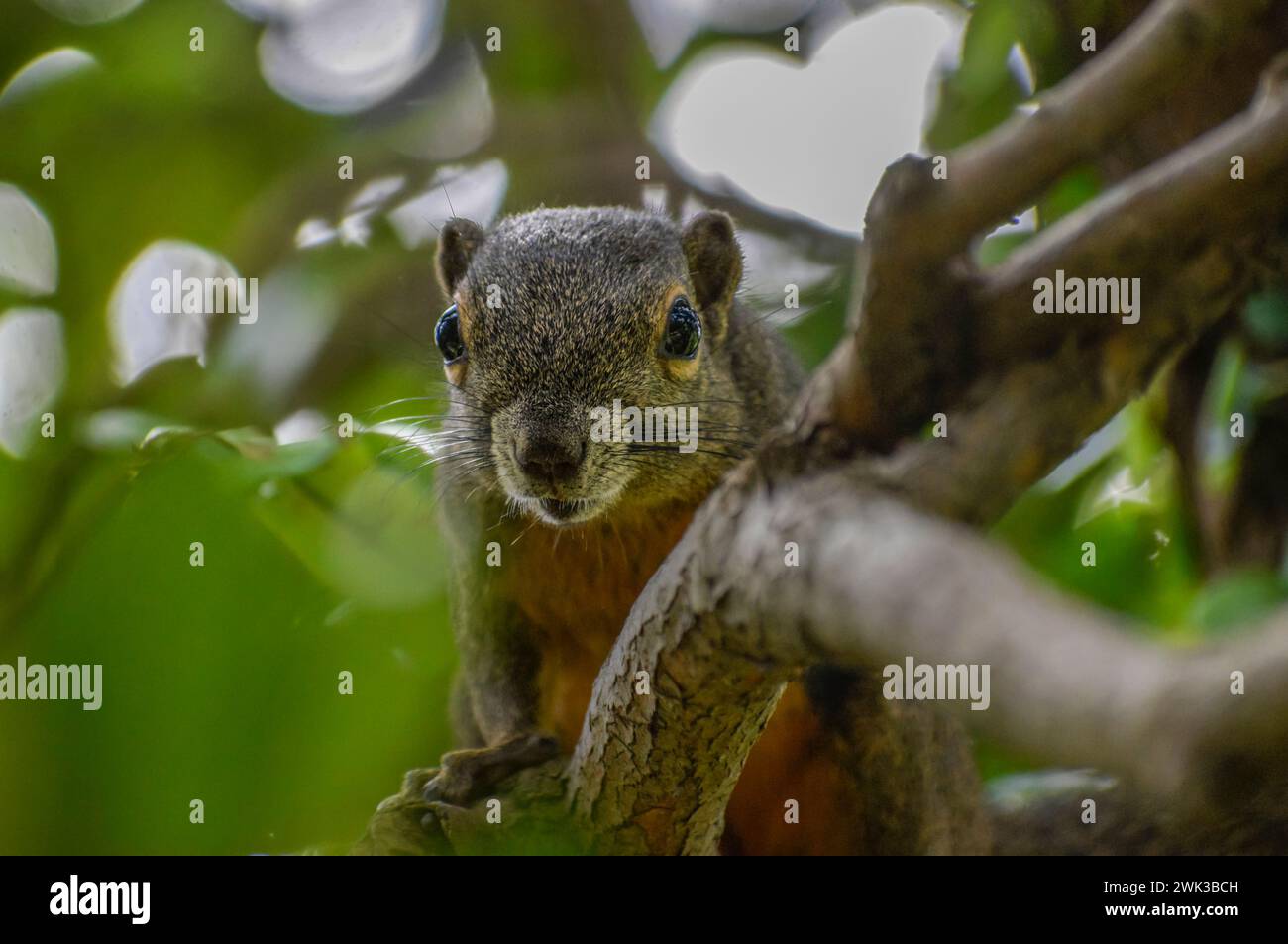 Ein Nahaufnahme eines Wegerichs (dreifarbig) Eichhörnchen in einem Baum in den Jurong Lake Gardens im Westen Singapurs. Stockfoto