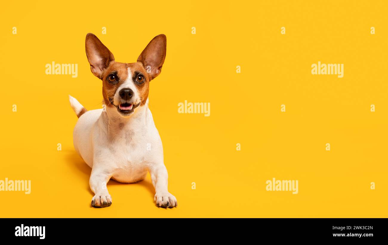 Fröhlicher Jack Russell Terrier auf gelbem Hintergrund, Kopierraum Stockfoto