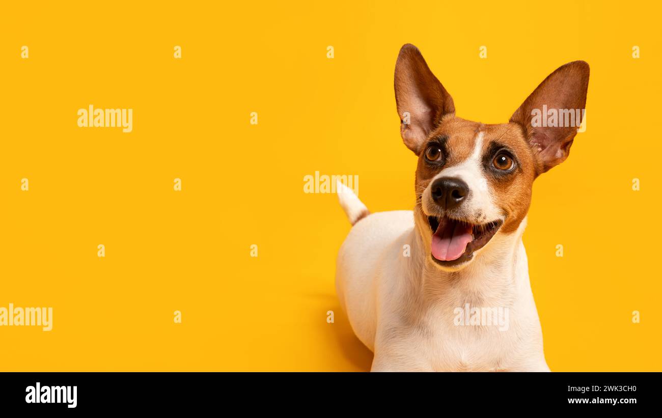 Fröhlicher Jack Russell mit großen Ohren vor gelbem Hintergrund, freier Platz Stockfoto