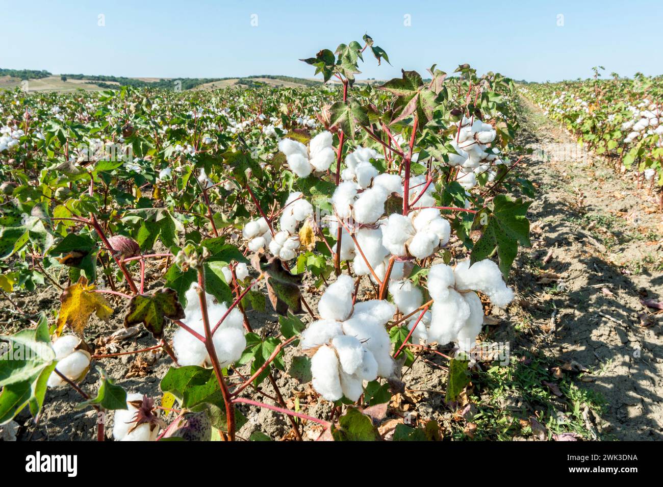 Baumwollpflanzen auf einem Feld in Nordgriechenland. Stockfoto