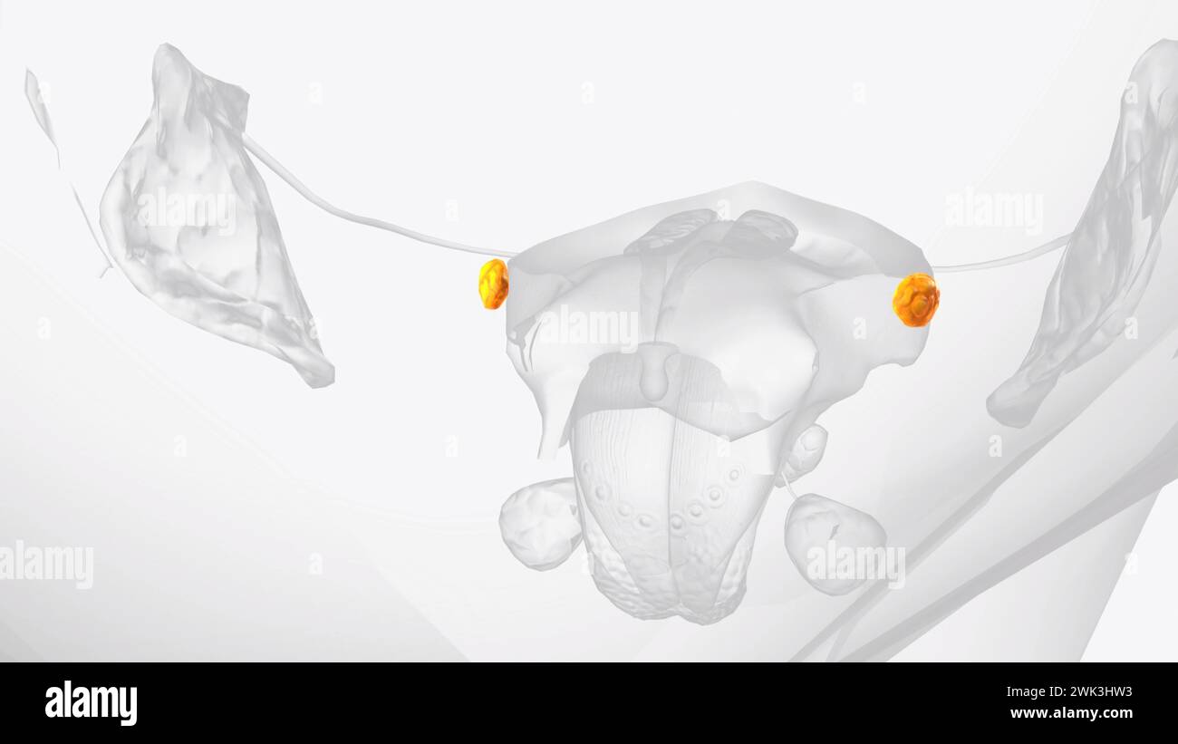 Molare Drüsen sind kleine Speicheldrüsen, die sich unter der Schleimhaut in der Nähe der Molarenzähne befinden. 3D-Abbildung Stockfoto