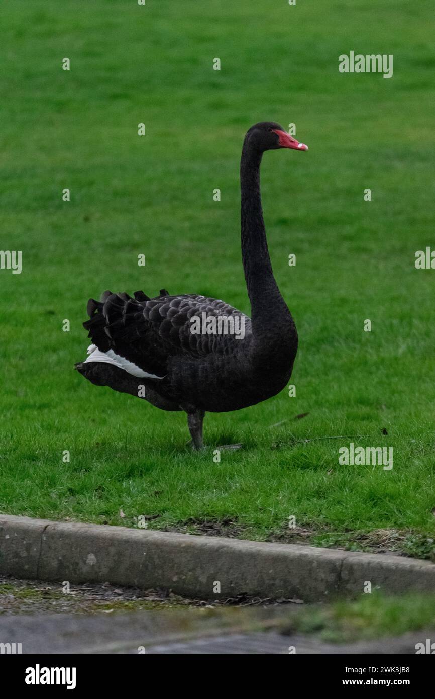 Schwarzer Schwan auf einer Grasfläche Stockfoto