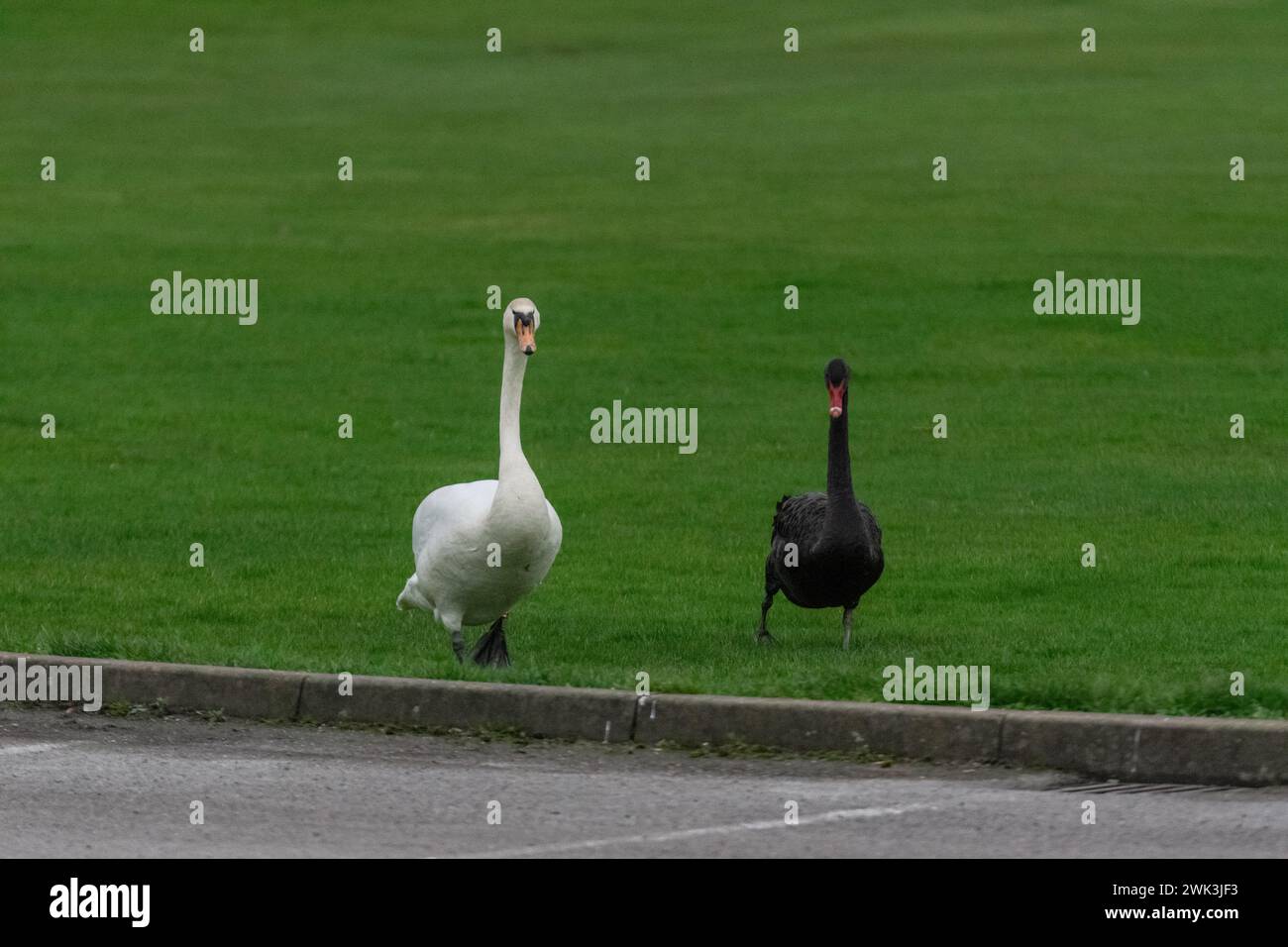 Ein schwarzer und ein weißer Schwan auf einer Grasfläche Stockfoto