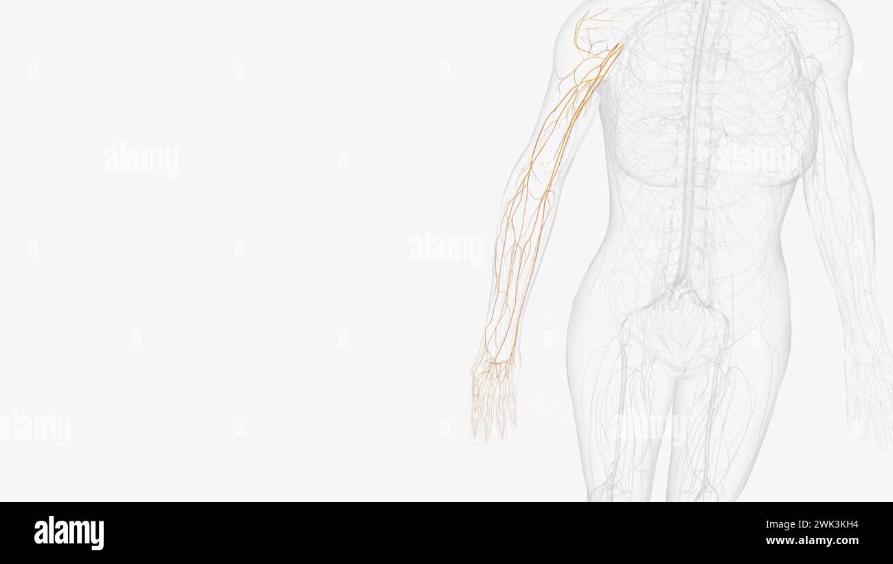 Terminale Nerven des Plexus brachialis rechts 3D-Darstellung Stockfoto