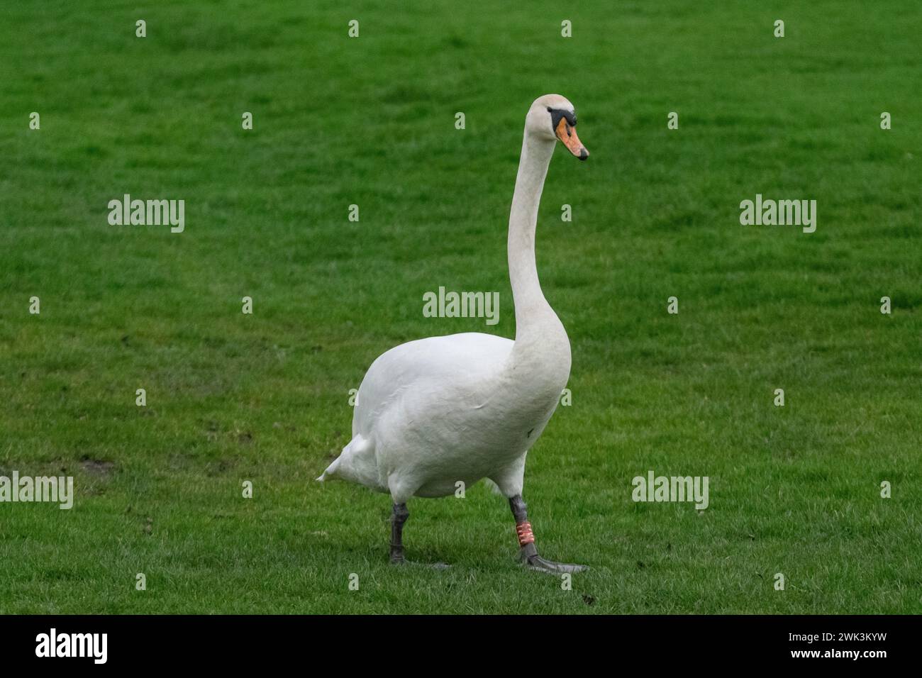 White Swan auf einer Grasfläche Stockfoto
