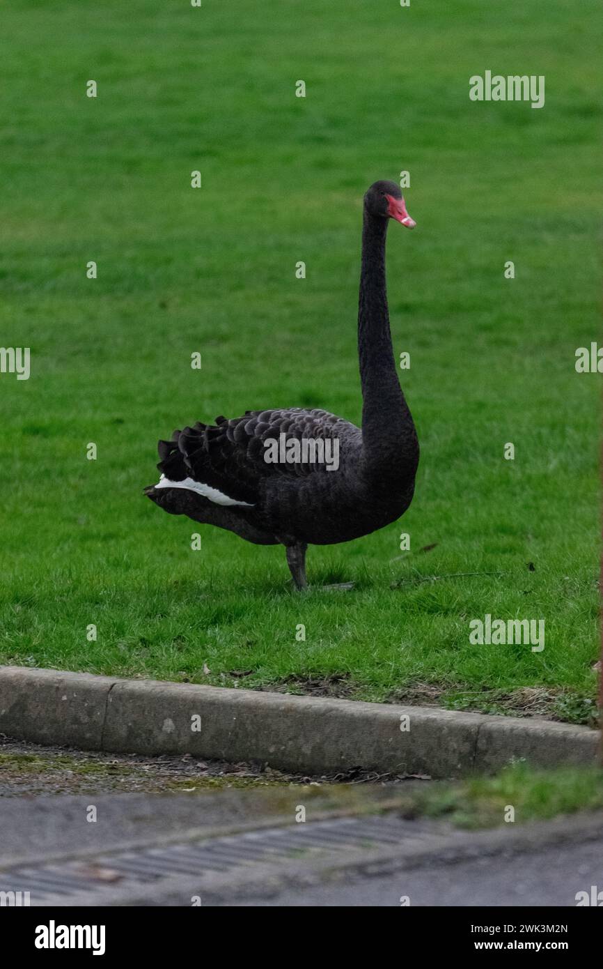 Schwarzer Schwan auf einer Grasfläche Stockfoto
