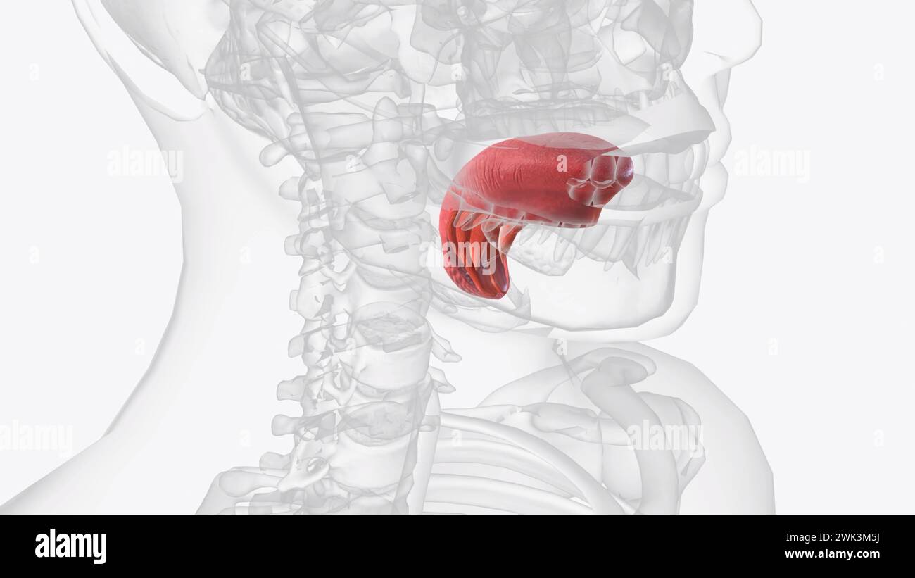 Die Zunge ist ein muskuläres Organ im Mund einer typischen 3D-Illustration eines Tetrapoden Stockfoto