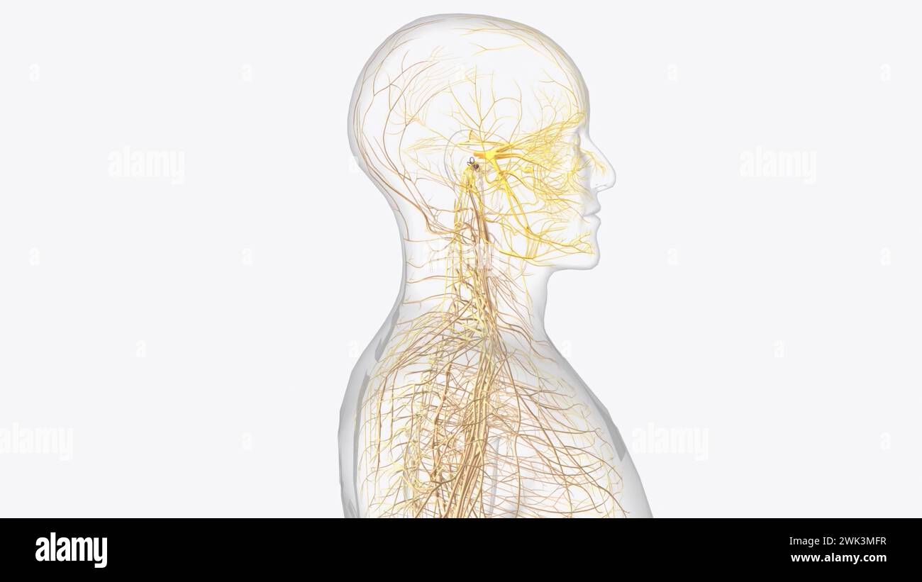 Hirnnerven I, olfaktorisch, der olfaktorische Nerv trägt Impulse für die 3D-Darstellung des Geruchssinns Stockfoto
