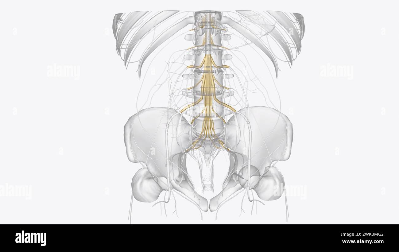 Spinalnerven, bei Wirbeltieren, einer von vielen paarigen peripheren Nerven, die aus der 3D-Darstellung des Rückenmarks entstehen Stockfoto