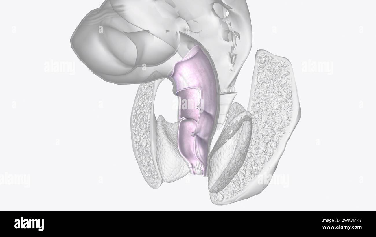 Die Serosa ist die äußere Schicht der 3D-Darstellung des Kolons Stockfoto