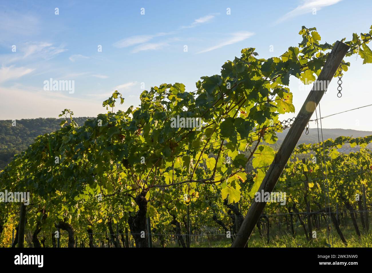 Herbstatmosphäre: Rebstöcke im Weinberg nach der Traubenlese - im Oktober geerntet Stockfoto