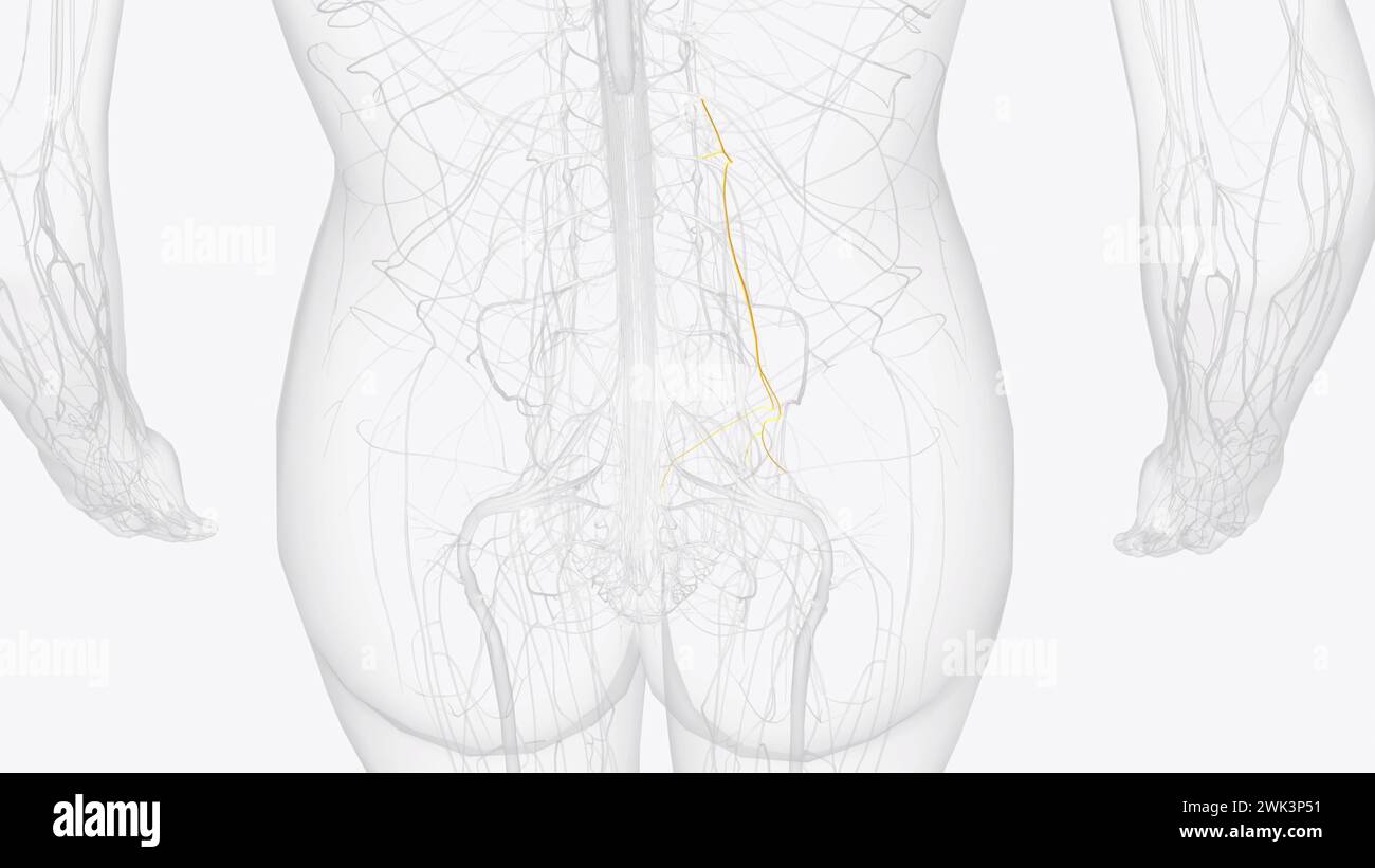 Der Genitofemoralnerv ist ein Zweig des Plexus lumbalis, der Fasern aus dem vorderen rami der Spinalnerven L1 und L2 3D trägt Stockfoto