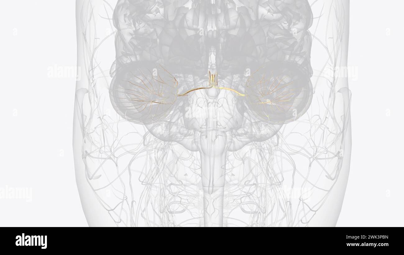 Der Nervus oculomotorius ist der dritte Hirnnerv (CN III) 3D-Abbildung Stockfoto