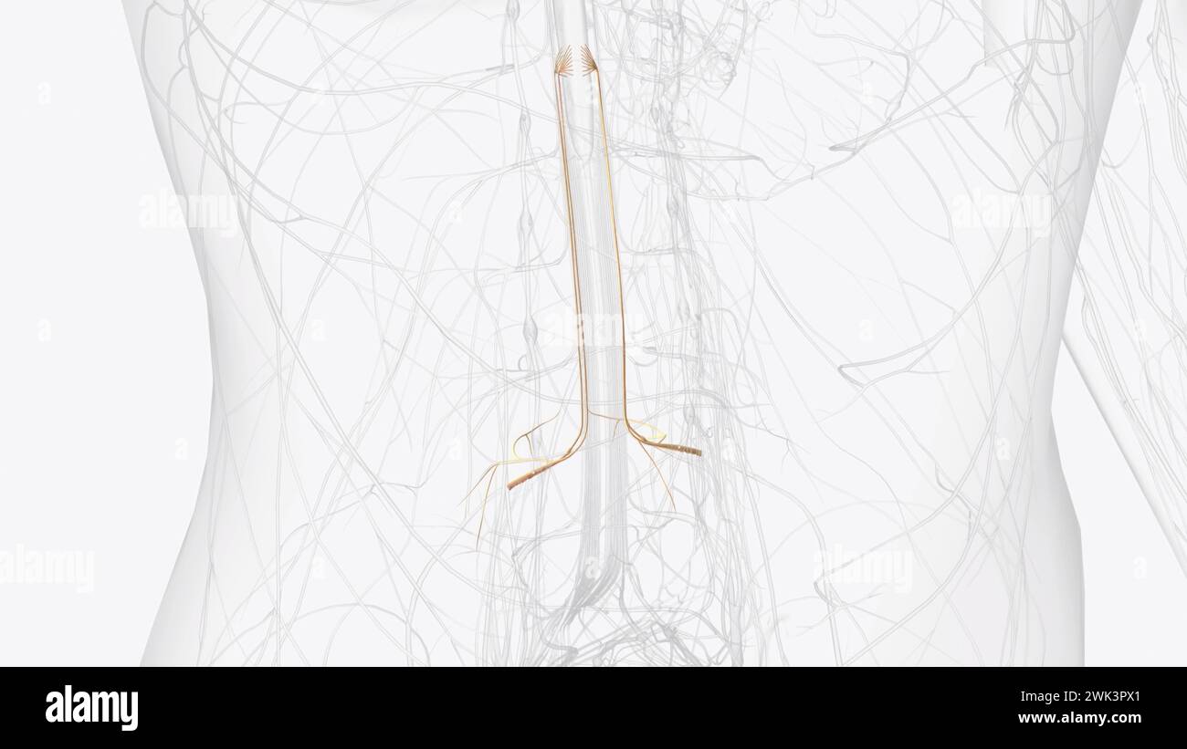 Die Spinalnerven L2, L3 und L4 sorgen für ein Gefühl im vorderen Teil des Oberschenkels und der Innenseite des Unterschenkels 3D-Abbildung Stockfoto