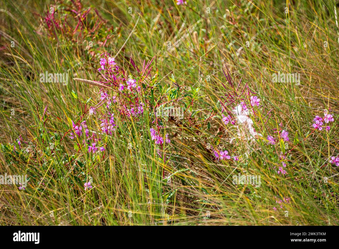 Insel Amrum Nordfriesland: Farbenfrohe Blumen in der Heidelandschaft der Amrum-Dünen Stockfoto