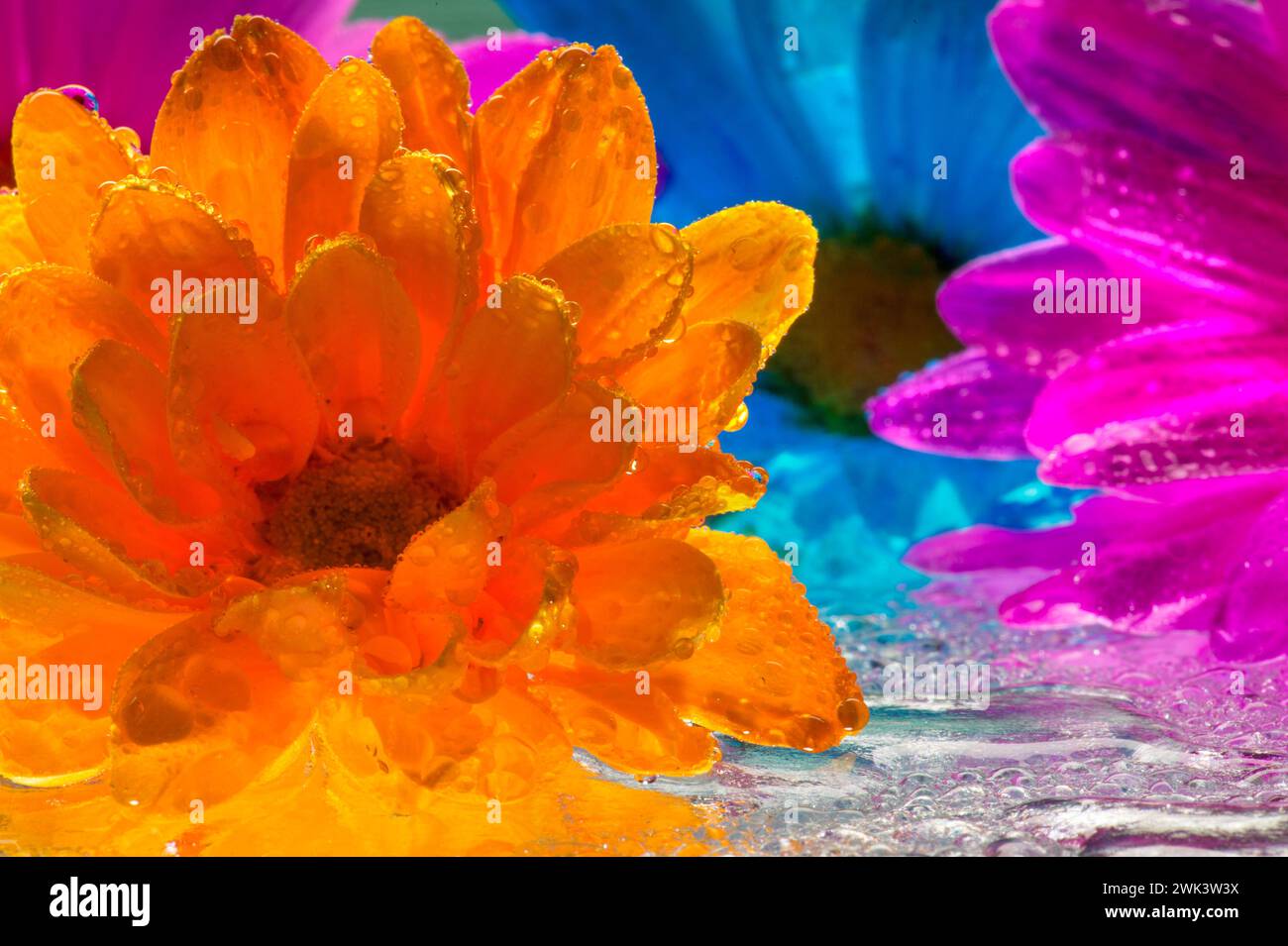 Bunte Blumen mit Wassertropfen Stockfoto