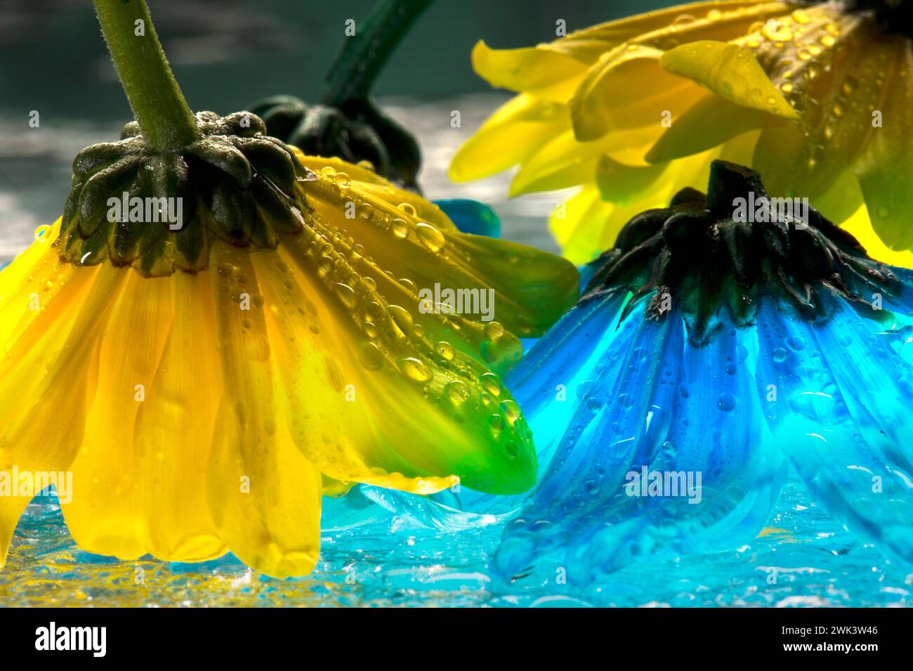 Bunte Blumen mit Wassertropfen Stockfoto