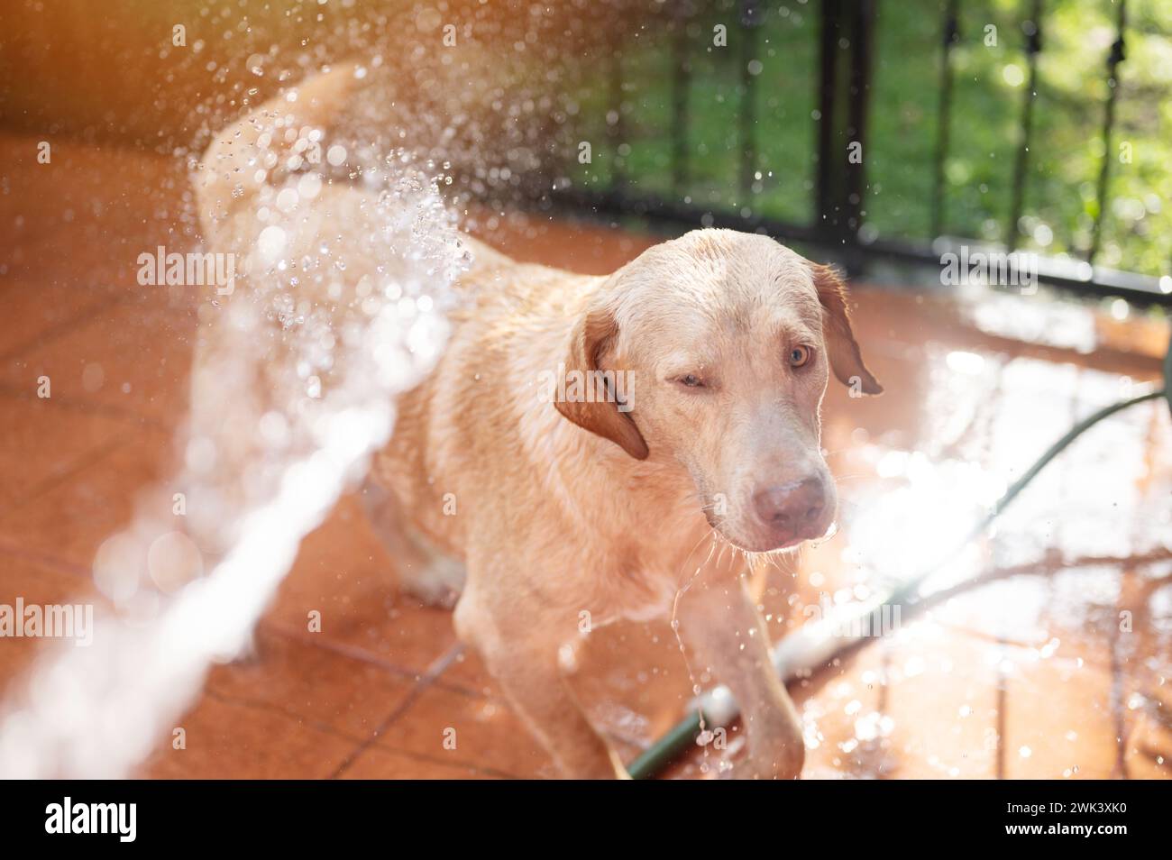 Läuft vom Schlauch Wasser labrador Hund auf sonnigem Terrasse Hintergrund Stockfoto